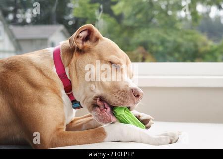 Chien heureux avec jouet à mâcher sur une chaise de canapé. Profil latéral de grand chien chiot mordant sur le jouet dentaire en caoutchouc vert avec des poils. Concept de sélection de jouet à mâcher sans danger Banque D'Images