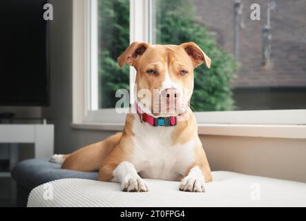 Chien détendu allongé dans la fenêtre avant tout en regardant la caméra. Corps complet de chien chien de grenouille confortable legging, sloot ou slooter. 10 mois, femme Banque D'Images