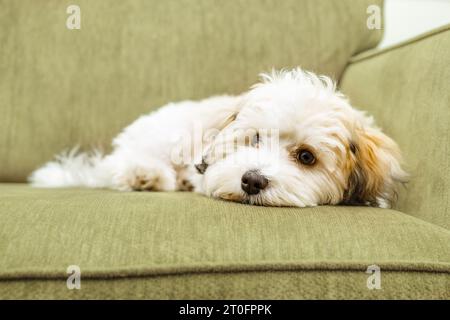 Mignon chiot Havanais allongé sur le canapé tout en regardant la caméra. Petit chiot blanc moelleux de type bichon est fatigué ou épuisé de jouer. femme âgée de 16 semaines Banque D'Images