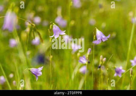 Harells violet clair avec une focalisation sélective dans la prairie alpine du parc national de Grand Teton Banque D'Images