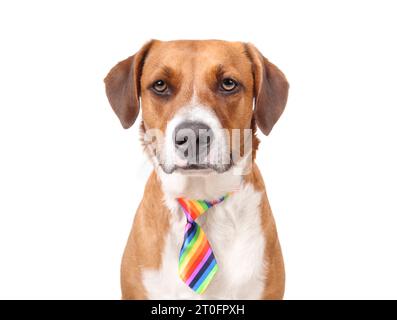 Chien isolé avec cravate avec expression sérieuse du visage. Vue de face de chien chiot mignon portant une cravate de couleur arc-en-ciel. Chiens habillés ou concept LGBTQ. Harri Banque D'Images