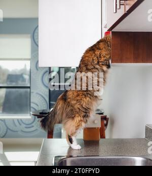 Chat curios avec la tête dans l'armoire de cuisine tout en se tenant sur les pattes arrière sur le comptoir de cuisine. Mignon chaton calico moelleux debout sur les pattes arrière et investigati Banque D'Images