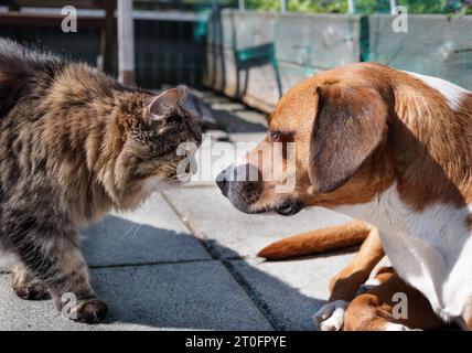 Chat et chien face à face sur le patio. Chat reniflant chiot chien couché. Concept pour chiens et chats sous un même toit, cohabitation ou vie paisible ensemble. H Banque D'Images