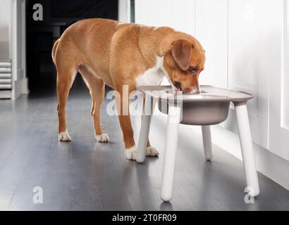 Chien mangeant de la station d'alimentation dans la cuisine. Chien chiot mignon debout derrière le bol de chien surélevé avec la tête dans le plat. Utilisé pour une meilleure posture. Femme Harrie Banque D'Images