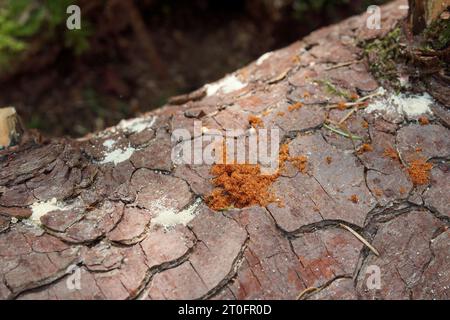 Sciure orange et blanche sur le tronc de l'arbre provenant d'un insecte de l'écorce ou d'un insecte nuisible du coléoptère de l'écorce. Orange du coléoptère du sapin de Douglas, sciure blanche de betterave ambroisienne Banque D'Images