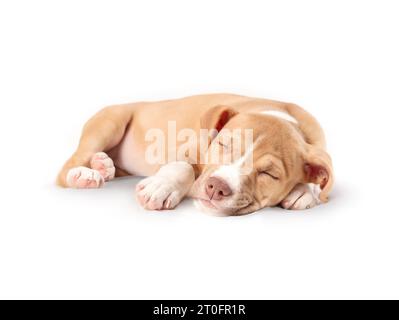 Chiot isolé endormi. Chien chiot mignon couché enroulé vers le haut épuisé dès le premier jour dans la nouvelle maison. Concept de chiot à la maison. 8 semaines, femelle Boxer P Banque D'Images