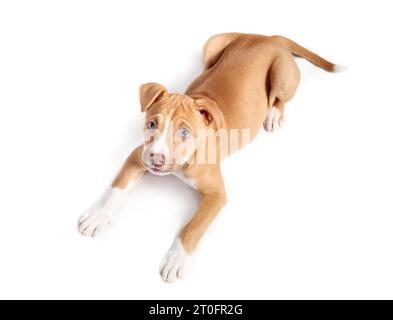 Vue de dessus du chiot couché et regardant vers le haut sur fond blanc. Chien chiot mignon curios avec langage corporel détendu. 9 semaines, femelle Boxer Pitbull mix br Banque D'Images