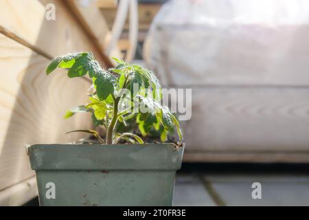 Jeunes plants de tomates cerises s'acclimatant à l'extérieur sur balcon ou patio. Les plantes ont commencé à partir de graines à l'intérieur. Tomate ou nain de cerisier rouge-rouge Banque D'Images