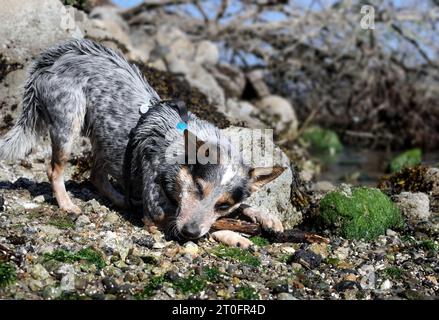 Chien heureux avec bâton de bois à la plage. Chien chiot mâchant ou mordant une branche de bois tout en regardant la caméra. Amusez-vous à la plage pour chiens et récupérez des bâtons. S Banque D'Images