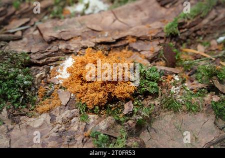 Sciure de coléoptère du sapin de Douglas sur du sapin de Douglas tombé North Vancouver, BC, Canada. Gros plan. La sciure de bois est un signe d'arbre infecté par l'insecte foreur du bois ou b Banque D'Images