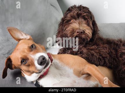 Chiens les uns sur les autres tout en jouant sur le canapé. Amis chiot chien s'amusant sur doggy Playdate. Drôle d'expression faciale de Harrier MIX et fe femelle Banque D'Images