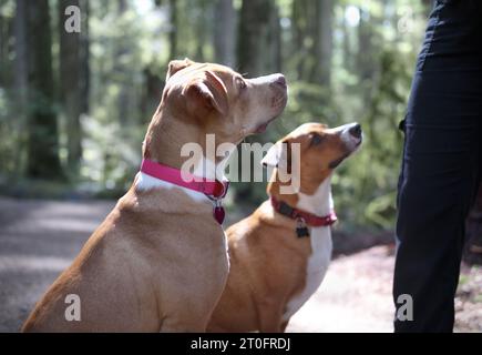 Deux chiens dans la forêt regardant la personne pour la friandise ou la formation d'obéissance. Vue latérale des amis chiots chiens rétro-éclairés sur la promenade ensoleillée de la nature dans la forêt tropicale. Ha Banque D'Images