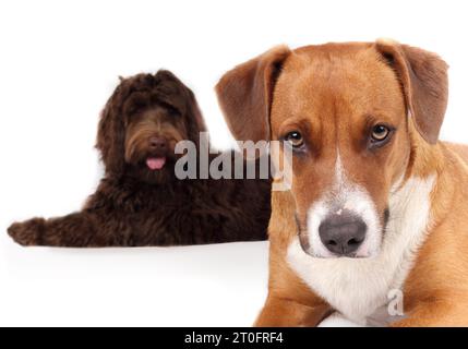 Chien isolé regardant la caméra avec chien défocalisé en arrière-plan. Regard sérieux, concentré ou intense de chiot chien. Femelle Harrier mix et femelle Lab Banque D'Images