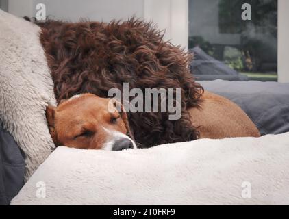 Chiens dormant les uns sur les autres sur le canapé. Chiens chiots détendus sieste en toute sécurité et au chaud dans une pile. Drôle de position de sommeil ou emballer les animaux. Femme Harrie Banque D'Images