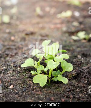 Les semis de bok choy viennent d'émerger dans le planteur de jardin au printemps. Groupe de jeunes plants de bok choy avant éclaircissement. Légumes à feuilles également connus sous le nom de Brassic Banque D'Images