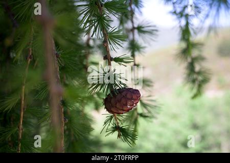 Pomme de pin dans le pin résineux avec des gouttes de résine isolée dans l'arbre horizontal Banque D'Images