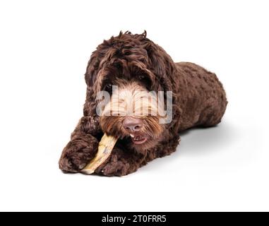 Chien heureux mangeant os de bœuf ou bâton dentaire. Grand chiot chien moelleux mâchant côte de bœuf coupé au centre, tout en le tenant entre les pattes. Snack, récompense et menta Banque D'Images