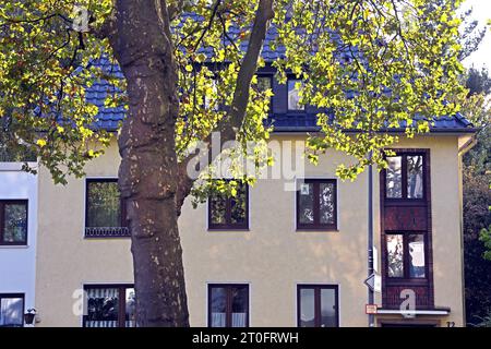 Straßenbäume als Luftverbesserer Platanen als große, widerstandsfähige Straßenbäume in der Stadt, die als Luftverbesserer bis zu den Hausdächern und darüber hinaus wachsen können. Essen Nordrhein-Westfalen Deutschland Huttrop *** arbres de rue comme assainisseurs d'air arbres de Sycomore comme grands arbres de rue robustes dans la ville, qui peuvent pousser comme assainisseurs d'air jusqu'aux toits des maisons et au-delà Essen Rhénanie du Nord Westphalie Allemagne Huttrop crédit : Imago/Alamy Live News Banque D'Images