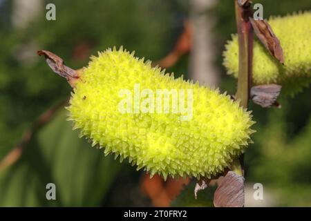 Gousse de graines de lys de Canna dans le jardin. Gousse verte à graines épicées Lucifer Canna Lily plante en automne, bientôt prête à être récoltée. Connu sous le nom de tir indien ou Canna indi Banque D'Images