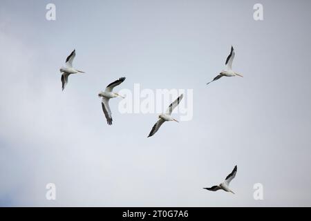 Cinq pélicans blancs américains (Pelecanus erythrorhynchos) volent dans le ciel Banque D'Images