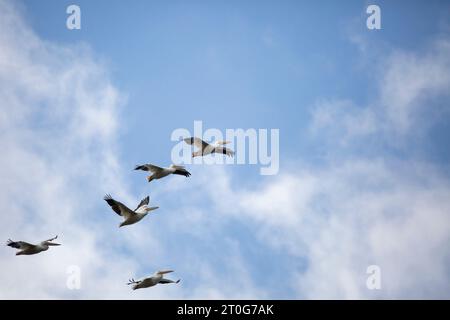 Cinq pélicans blancs américains (Pelecanus erythrorhynchos) volant à travers un ciel bleu avec un espace de copie dans la partie supérieure de l'image et le côté droit Banque D'Images