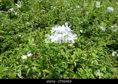 Nom commun Plumbago auriculata cape lewort bleu plumbago Cape plumbago Banque D'Images