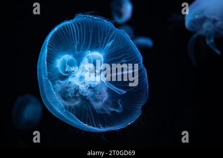 Gelées de lune translucides (Aurelia aurita) sous une lumière colorée à l'aquarium de Géorgie dans le centre-ville d'Atlanta, Géorgie. (ÉTATS-UNIS) Banque D'Images