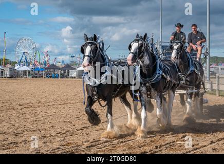 2023 Virginia State Fair, Doswell, va - les spectateurs regardent la démonstration de chevaux Clydesdale. Banque D'Images