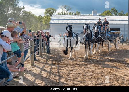 2023 Virginia State Fair, Doswell, va - les spectateurs regardent la démonstration de chevaux Clydesdale. Banque D'Images