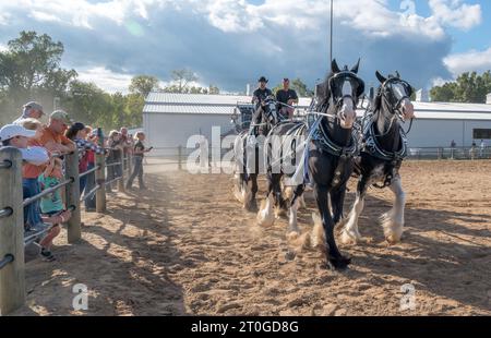 2023 Virginia State Fair, Doswell, va - les spectateurs regardent la démonstration de chevaux Clydesdale. Banque D'Images