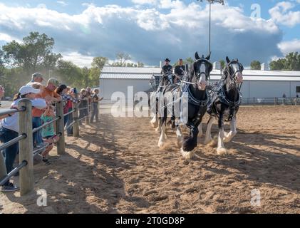 2023 Virginia State Fair, Doswell, va - les spectateurs regardent la démonstration de chevaux Clydesdale. Banque D'Images