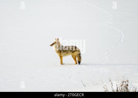 Coyotes dans la neige Banque D'Images