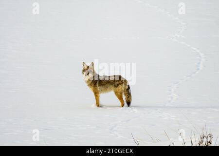 Coyotes dans la neige Banque D'Images