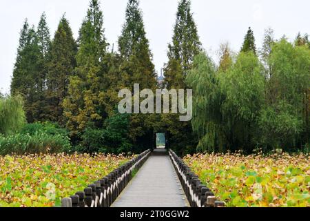 Photo d'une promenade en bois dans l'étang de lotus menant aux bois au loin Banque D'Images