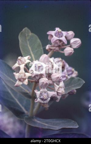 Fleurs naturelles fraîches florissantes, belles et colorées, Inde Banque D'Images