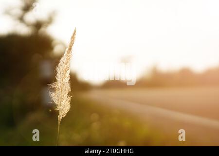 Fleurs d'herbe sur le bord de la route le matin avec la lumière du soleil dorée Banque D'Images