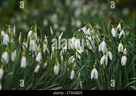 Fleurs de goutte de neige d'hiver, Galanthus dans un jardin avec fond de flou à la fin de l'hiver Banque D'Images