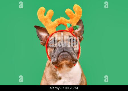 Fauve chien Bulldog français portant le bandeau de bois de renne de Noël devant le fond vert Banque D'Images