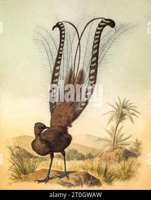 Superbe lyrebird, illustration du 19e siècle Banque D'Images