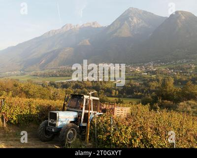 Tracteur et remorque dans le vignoble portant des plateaux de récolte pendant la vendange aka Vendemmia à nus dans la vallée d'Aoste NW Italie, septembre 2023 Banque D'Images