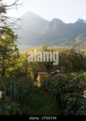 Tracteur à la vendange aka Vendemmia à nus dans la vallée d'Aoste surplombant la ville de Fenis et les alpes derrière le NW Italie, septembre 2023 Banque D'Images