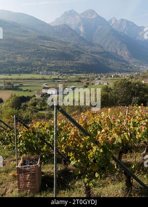 Vignoble pendant la vendange aka Vendemmia in nus surplombant les alpes dans la vallée d'Aoste NW Italie, septembre 2023 Banque D'Images