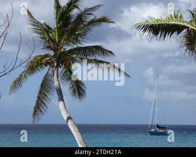 Voyage et tourisme des Caraïbes, îles et plages, animaux et plantes. Banque D'Images