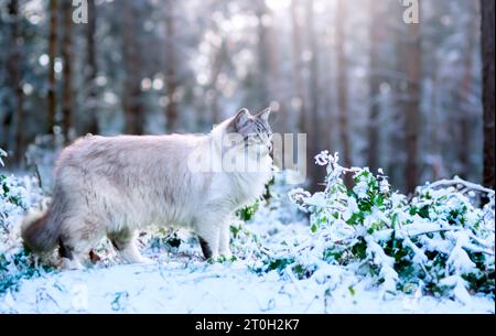 beau chat birman dans la nature en hiver Banque D'Images