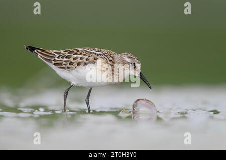 La coquille et le petit séjour (Calidris minuta) Banque D'Images