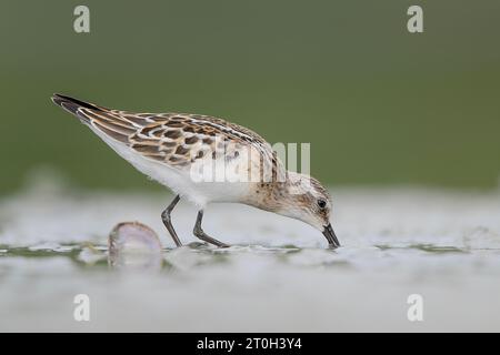 Chasse sur la plage, le petit séjour (Calidris minuta) Banque D'Images