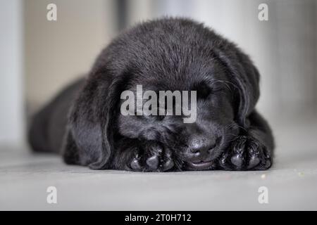 Chiot Black labrador retriever dormant sur le sol Banque D'Images