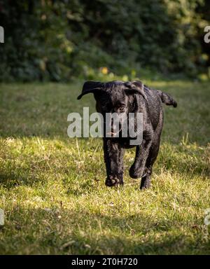 Black labrador retriever chiot courant vers la caméra Banque D'Images