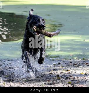 Black labrador retriever jouant à la fetch avec un bâton Banque D'Images