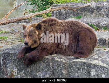 Ours brun Ussuri reposant dans la fosse à ours à Berne, Suisse Banque D'Images